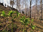 15 Elleboro verde (Helleborus viridis) al roccolo sopra la Corna di Zogno
